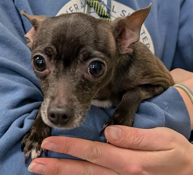 MAVIS - Chihuahua available for adoption