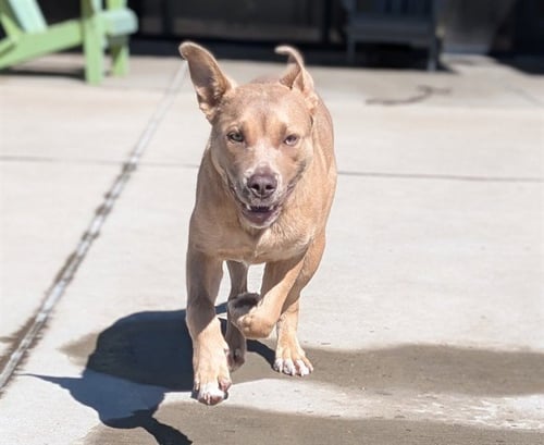 GMAIL - Pit Bull Terrier available for adoption