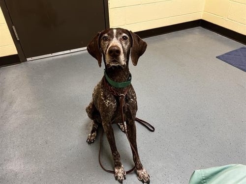 JUNIE - German Shorthaired Pointer available for adoption