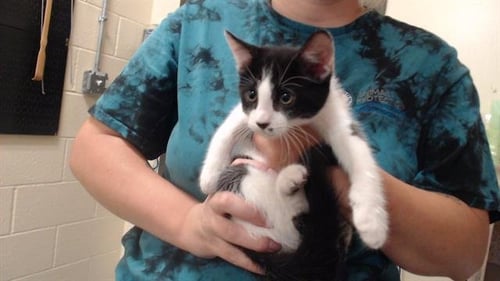 FURTHER ADO - Domestic Short Hair available for adoption