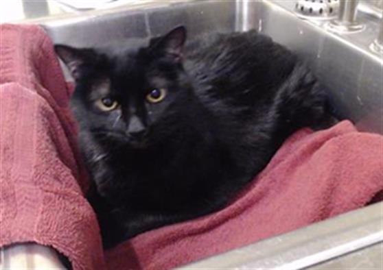 SEVERUS - Manx available for adoption