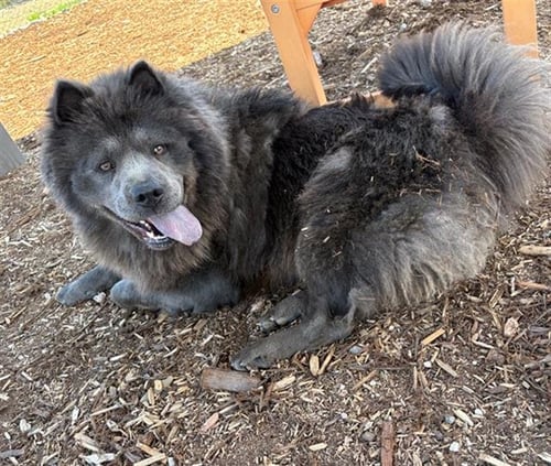 SUGA - Chow Chow available for adoption