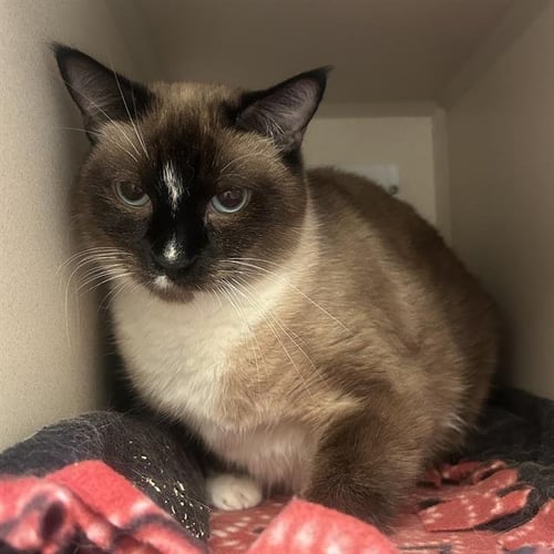 BABY - Siamese available for adoption