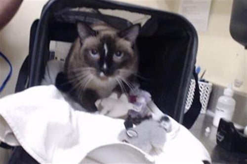 BABY - Siamese available for adoption