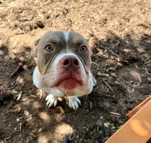 STRETCH ARMSTRONG - English Bulldog available for adoption