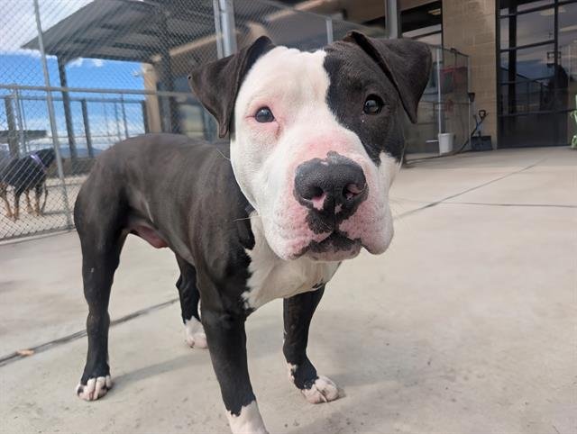 PANCHAM - American Pit Bull Terrier available for adoption