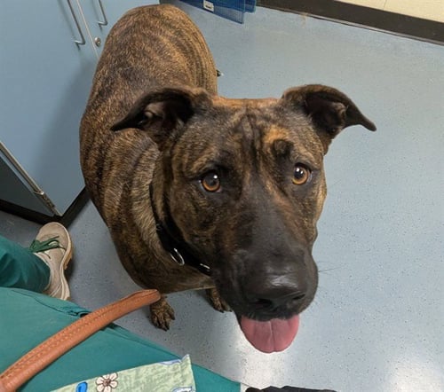 DRY BONES - American Staffordshire Terrier available for adoption