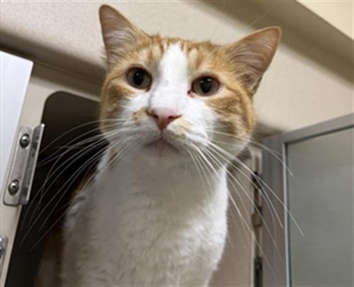 RASCAL - Domestic Short Hair for adoption in Denver