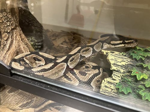 GUCCI - Snake available for adoption