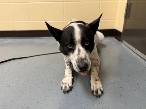GUNNER - Australian Cattle Dog/Blue Heeler / Border Collie available for adoption