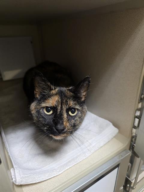 CLOVER - Domestic Short Hair available for adoption