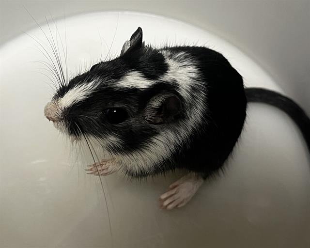 THELMA Image