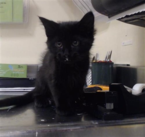 BLACK BEAN - Domestic Short Hair available for adoption