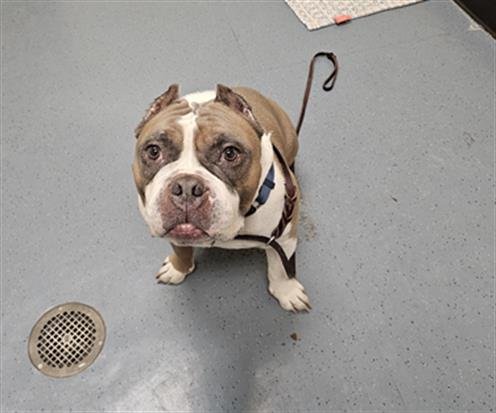 REX - English Bulldog available for adoption