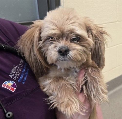 DR. LANGDON - Lhasa Apso available for adoption
