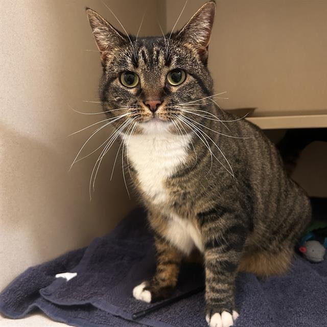 ARCADIA - Domestic Short Hair available for adoption