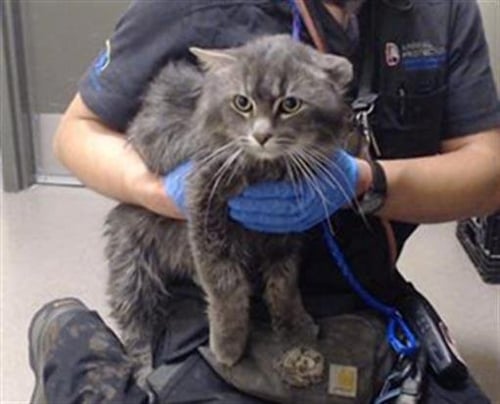 PUDDIN - Domestic Long Hair available for adoption