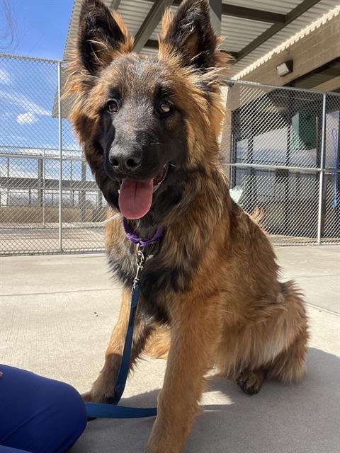 SAWAYA - German Shepherd Dog available for adoption