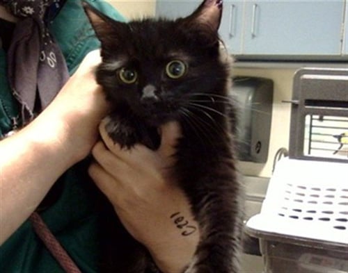 BIOCHEM - Domestic Long Hair available for adoption