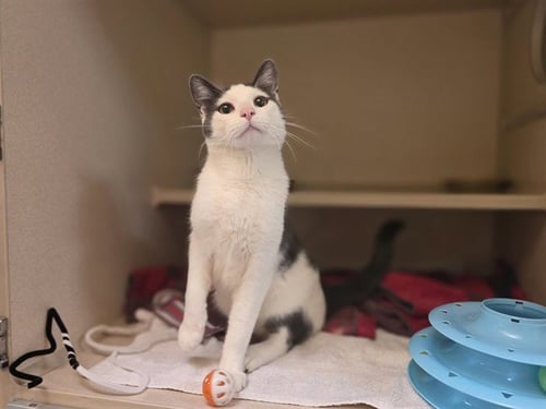 COBWEB - Domestic Short Hair available for adoption