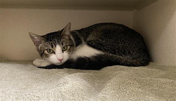 STAR - Domestic Short Hair available for adoption