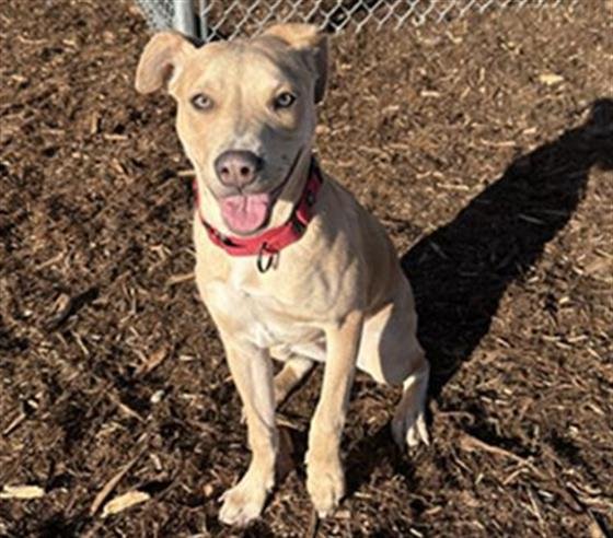 NAMI - Labrador Retriever available for adoption