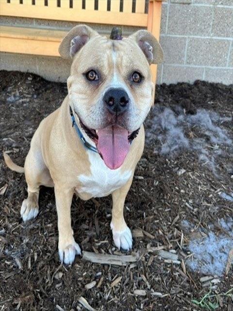 MOGLEY - English Bulldog / American Pit Bull Terrier available for adoption