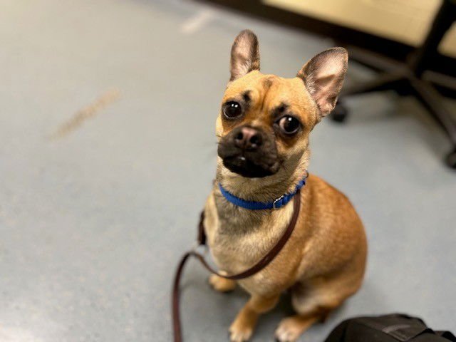 RUFFLES - Chihuahua / Pug available for adoption