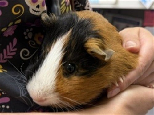THEO - Guinea Pig available for adoption