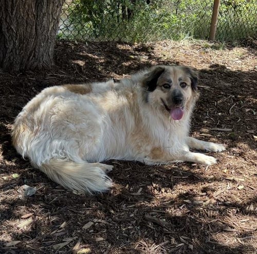 LOLA - Australian Shepherd / Great Pyrenees available for adoption