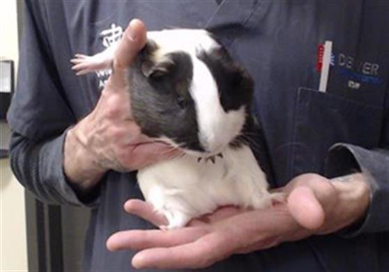 PACO - Guinea Pig available for adoption