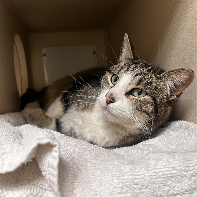 ALICE - Domestic Short Hair available for adoption