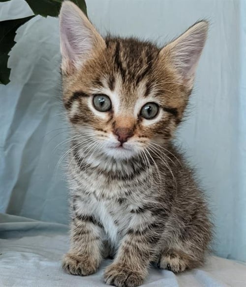 BRECK - Domestic Short Hair available for adoption