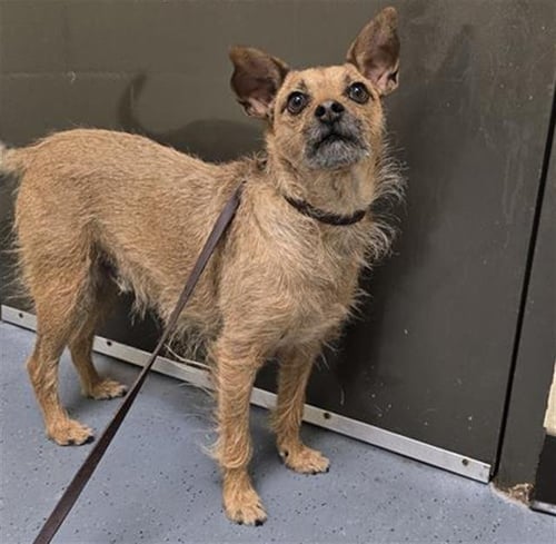 PANCHO - Border Terrier available for adoption