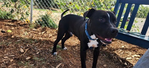 PHANTOM - American Pit Bull Terrier available for adoption