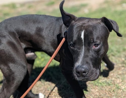 PHANTOM - American Pit Bull Terrier for adoption in Lakewood