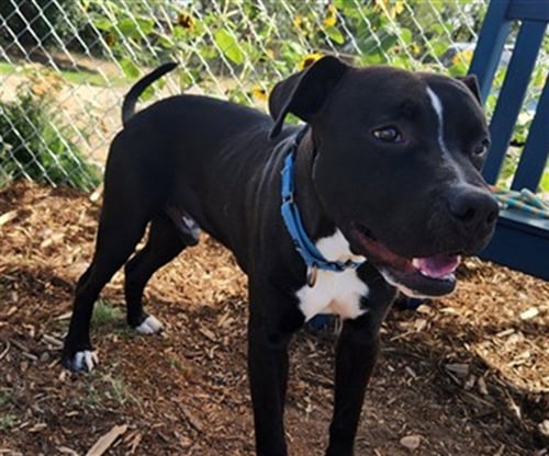 PHANTOM - American Pit Bull Terrier available for adoption