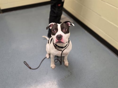 COWBOY - American Pit Bull Terrier available for adoption