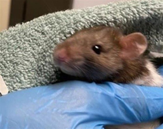 DUMPLING - Rat available for adoption