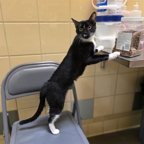 CHEX FACTORY - Domestic Short Hair available for adoption