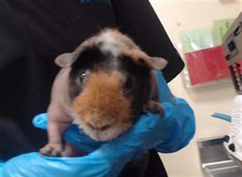 A435365 - Guinea Pig available for adoption
