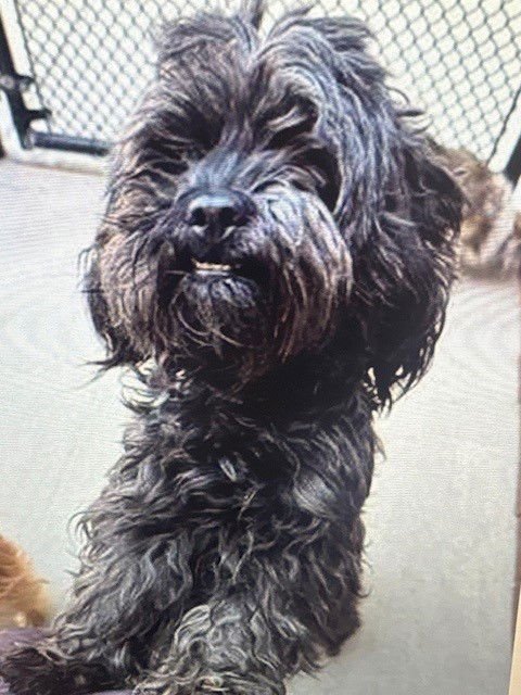 TWILIGHT - Poodle (Miniature) available for adoption