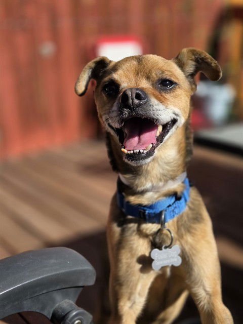 RARO - Pug available for adoption