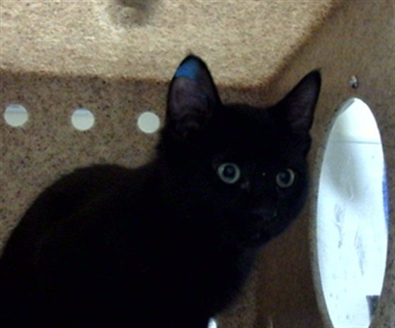 COMMA Image