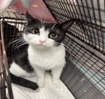 AGATHA - Domestic Short Hair available for adoption