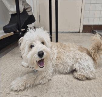 MACKINNON - Maltese / Poodle (Toy) available for adoption