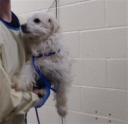 FLASH - French Brittany available for adoption