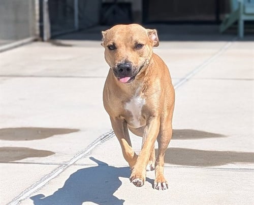 HELIOS - American Pit Bull Terrier available for adoption