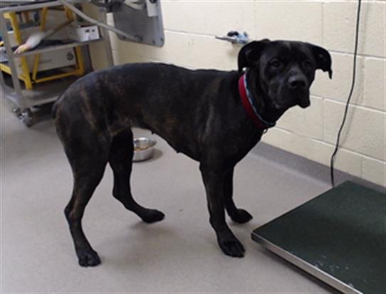 KODA - Cane Corso Mastiff available for adoption