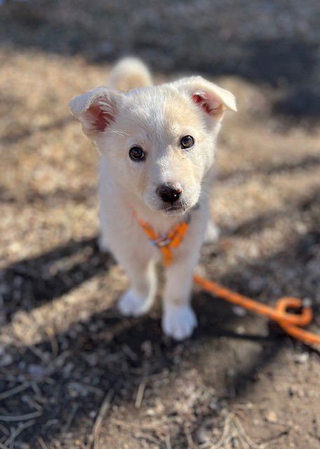 HENRY - Siberian Husky available for adoption